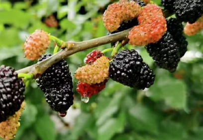 mulberry bulk powder mulberry bulk powder